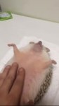 hedgehog.webm