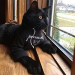 котэ-живность-mewtallica-4336344.jpeg