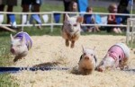 pig-races-1024x669.jpg