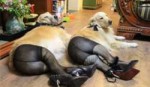 dogs-stockings.jpg