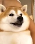  .webm