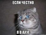 udivlyonnyy-kot71400105orig.jpg