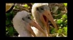 gysi.webm