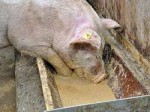 schwein.jpg