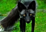 profilepicturebyblackfoxonly-d5cxdxe.jpg