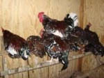 ChickenRoost-732113.jpg