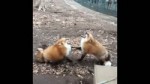 lisi.webm