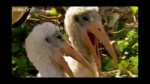 gysi.webm