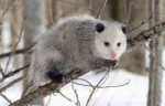 1200px-Opossum1.jpg