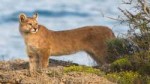 01-Puma-Tracking.jpg