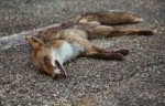 depositphotos4652734-stock-photo-dead-fox-on-asphalt.jpg