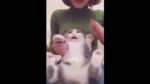 So sad cat - YouTube.mp4