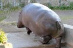 depositphotos26208639-stock-photo-hippopotamus-from-behind-[...].jpg