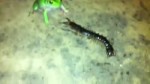 frog eating centipede.webm