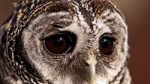Sad-Owl.jpg