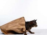 Bag.jpg