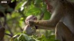 Macaque Hierarchy Dealing with Bullies  BBC Earth.jpg