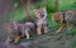 09-tibetan-sand-fox.jpg