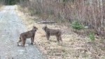 Two Lynx in Ontario Have Intense Conversation.mp4