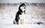 Siberian-Husky-photo002.jpg