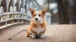 1480775024welsh-corgi-dog-photo-6.jpg