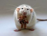 Cute-Rat-rats-31808282-500-391.jpg