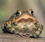 toad-princess20.jpg