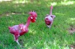 naked-chicken-4.jpg