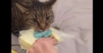 shes-trying-to-take-the-cheese-from-this-cat-but-just-watch[...].jpg
