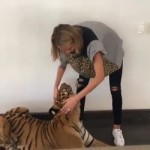 young cara plays with a young tiger.mp4