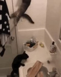 1537028313173.webm