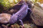 Axolotl12.jpg