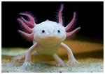 ribdom.ruaxolotlkupit.jpg