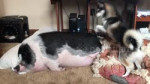 15381889715751.mp4