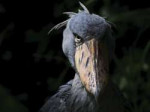 shoebill-wallpapers-25625-4100615.jpg