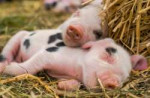 5bd31b4e285711c7cd72e105vegan-plantbased-piglets[1].jpg