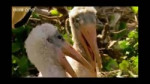 gsdgs.webm