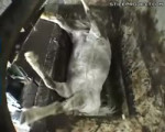 15412678809070.webm