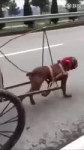 15424359622760.webm