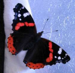 Butterfly-vulcan-papillon-vulcain-vanessa-atalanta-4.jpg