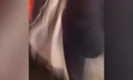 Zeynalova.mp4