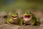 b2149a9d94ac8cc6da507730030e37db--funny-frogs-cute-frogs.jpg