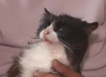 15541625282950.webm