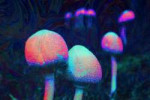 psychedelic-mushrooms.gif