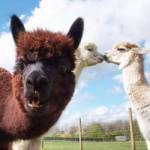 photobomb paca.jpg