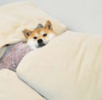 doge cozy.jpg