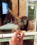 primate-intelligence-milestones-azy-orangutan3835.jpg