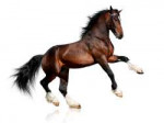 2017AnimalsHorsesBeautifulbrownhorseonawhitebackground120632.jpg