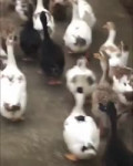 duckjazz.mp4