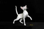 1296042519white-cat-oriental-shorthair.jpg